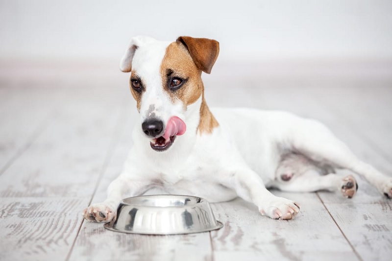 How Long Does It Take for a Dog to Digest Food and Poop?
