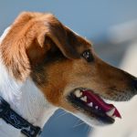 Dog, jack russel terrier, terrier — Winged animals in Backyards - Friend, Foe or Pet?