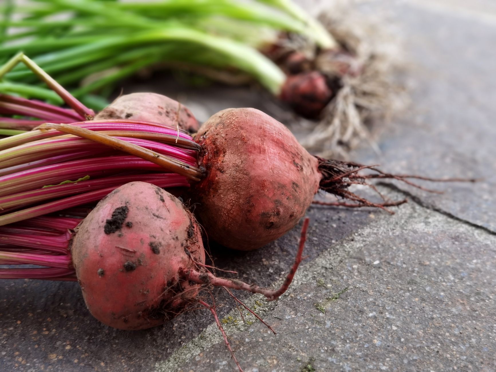 Beet Pigment Adaptation: Is It the Best Way to Survive?
